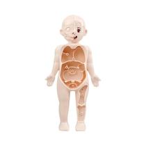 Crianças Montessori 3D Corpo Humano Anatomia Quebra-cabeça Educacional Brinquedo De Aprendizagem