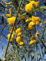 Crotalária Juncea - 5 kg De Sementes