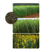 Crotalaria Juncea Adubação p/ Apicultura 10kg Crotalaria Juncea Adubação p/ Apicultura 10kg