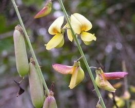 Crotalária Ochroleuca - 5 kg De Sementes