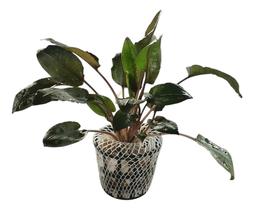 Cryptocoryne Wendtii Tropica Chácara Takeyoshi Low Tech - Chacara Takeyoshi