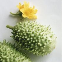Cucumis anguria (Maxixe) - Sementes