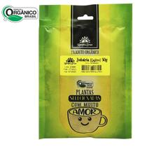 Cúrcuma Zedoária Gajitsu Orgânica Pó 50g Kampo de Ervas