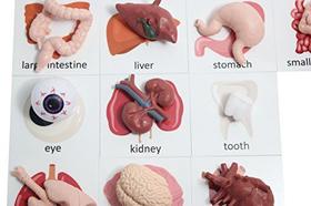 Curious Minds Busy Bags Montessori Human Organ Match - Miniatura Body Parts with Cards to Match - Early Childhood Biology Learning Toy