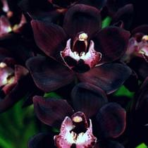 Cymbidium kiwi midnight (orquídea negra)