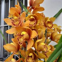 Cymbidium para Presente (cores diversas)