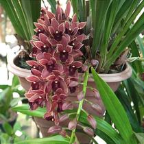 Cymbidium pendente variedade dorothy Cymbidium pendente variedade dorothy