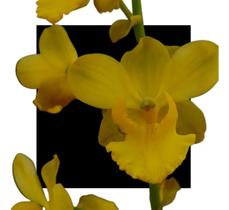 Cyrtopodium Glutiniferum - orquidario DF