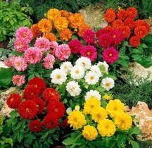 Dália Unwins Anã Dobrada Sortida -320mg de sementes /Flores