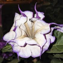 Datura metel dobrada (Trombeta Roxa) - Sementes Datura metel dobrada (Trombeta Roxa) - Sementes