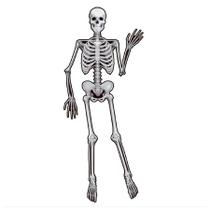 Decoração De Parede Esqueleto Halloween - 1,60 x 35cm - 1 unidade - Regina - Rizzo
