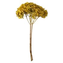 Decoración Floral Seca y Preservada Hortensia Amarilla Vickerman
