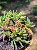 Delosperma Napiforme - Muda Formada de Suculenta Delosperma Napiforme - Muda Formada de Suculenta