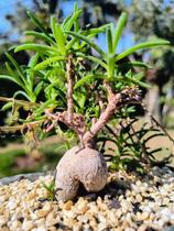 Delosperma Napiforme - Suculenta com Raiz Tuberosa e Flores Vibrantes