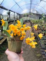 Dendrobium Aggregatum - Orquídea Epífita de Flores Amarelas