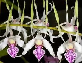 Dendrobium Antenatum