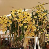 Dendrobium gatton sunray