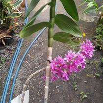 Dendrobium Goldschimiditianum