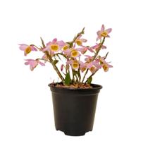 Dendrobium Loddigesii Touceirinha Orquídea De Coleção