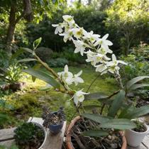 Dendrobium Nobile Branco com Miolo Verde no Toco - Orquídea Olho de Boneca Dendrobium Nobile Branco com Miolo Verde no Toco - Orquídea Olho de Boneca