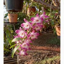 Dendrobium Nobile Rosa com Miolo Branco no Toco - Orquídea Olho de Boneca Dendrobium Nobile Rosa com Miolo Branco no Toco - Orquídea Olho de Boneca