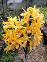 Dendrobium Stardust 'Chiyomi' - Orquídea Híbrida com Flores Vibrantes Dendrobium Stardust 'Chiyomi' - Orquídea Híbrida com Flores Vibrantes