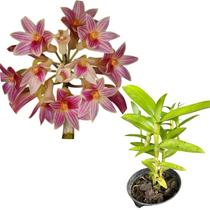 Dendrobium usitae Dendrobium usitae