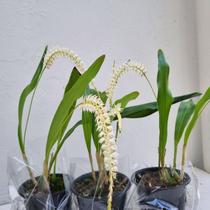 Dendrochillum glumaceum (cheiro de talco de bebê)