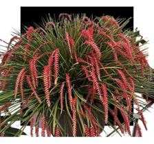 Dendrochillum Wenzelli