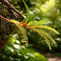 Dendrochilum pallidiflavens - Orquídea Mini com Flores Amarelo-Pálido