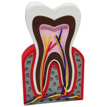 Dente Anatômico 3D Dental Modelo Dentário Anatomia Raiz