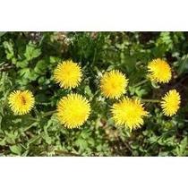 Dente De Leão - PREMIUM - 50 gr. -