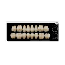 Dente Platinum Tri 03 Camadas Posterior PM5 Superior - Imodonto Dente Platinum Tri 03 Camadas Posterior PM5 Superior - Imodonto