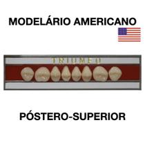 Dente Triunfo Posterior Superior - Triunfo