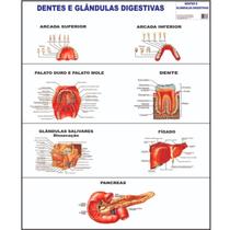 Dentes E Glândulas Digestivas Poster Mapa Anatomia Corpo Humano Medicina