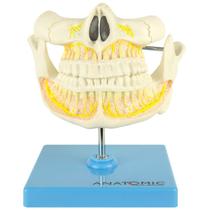 Dentição Adulta, Arcada Dentária, Anatomia