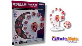 Desenvolvimento Embrionário Gestação Anatomia Embrião Master Desenvolvimento Embrionário Gestação Anatomia Embrião Master