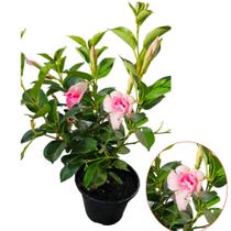 Dipladenia Flor adulta exótica Decorativa Rosa - quintaldobonsai