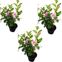 dipladenia flor rosa adulta com vaso combo com 3uni dipladenia flor rosa adulta com vaso combo com 3uni