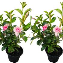 Dipladenia flor rosa combo com 2 uni e vaso - greenhouse