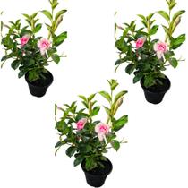Dipladenia flor rosa exótica combo c/3 unidades - greenhouse