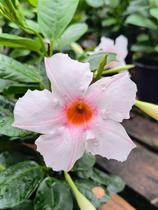 Dipladenia Rosa - Mandevilla sanderi - Trepadeira Tropical Dipladenia Rosa - Mandevilla sanderi - Trepadeira Tropical