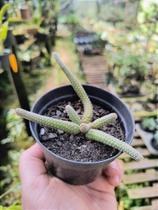 Disocactus Flagelliformis - Cacto Rabo de Rato Pelado