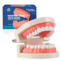 Display de ensino de tipodontes para adultos Dental Model LA MIERE