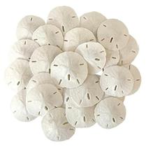 Dólares de Areia Branca 2 "a 2,25" Conjunto de 24 - Casamento Seashell Craft Sand Dollars- Escolhido a dedo e embalado profissionalmente