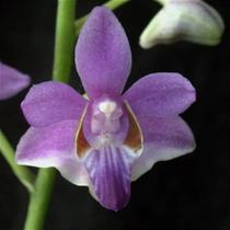 Doritis pulcherrima (phalaenopsis) Doritis pulcherrima (phalaenopsis)