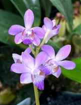 Doritis Pulcherrima Var. Coerulea - Orquídea Azul Exótica