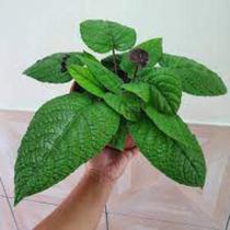Dorstenia bahiensis - Planta Perene Nativa da Bahia Dorstenia bahiensis - Planta Perene Nativa da Bahia