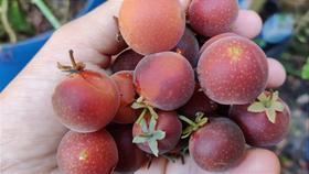 Dovyalis (Campari ou Groselha-do-Ceylão) - Arbusto Frutífero e Ornamental