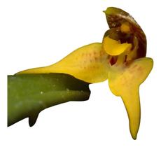 Dryadella Aviceps